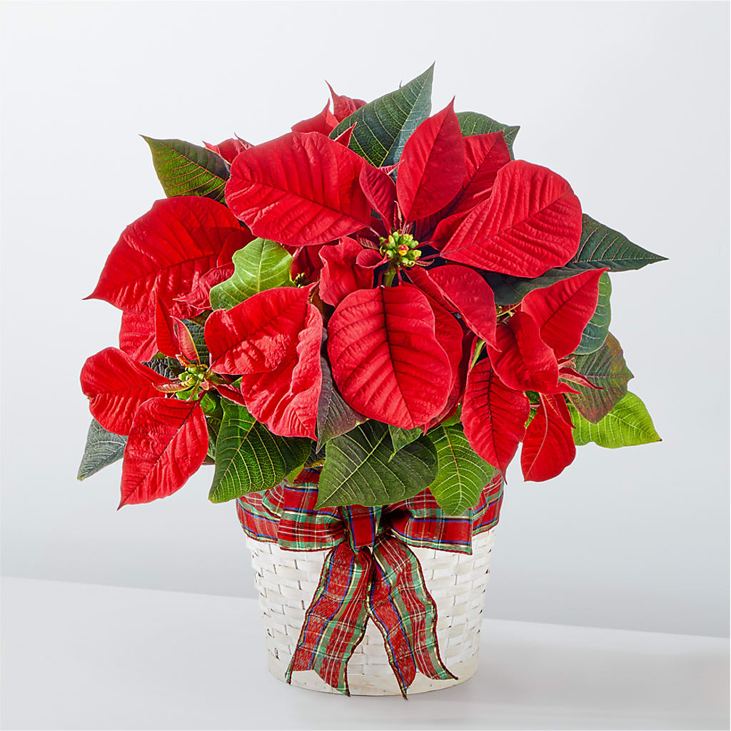 Happiest Holidays Poinsettia – Flowers By Karen Inc, Ocean Springs MS