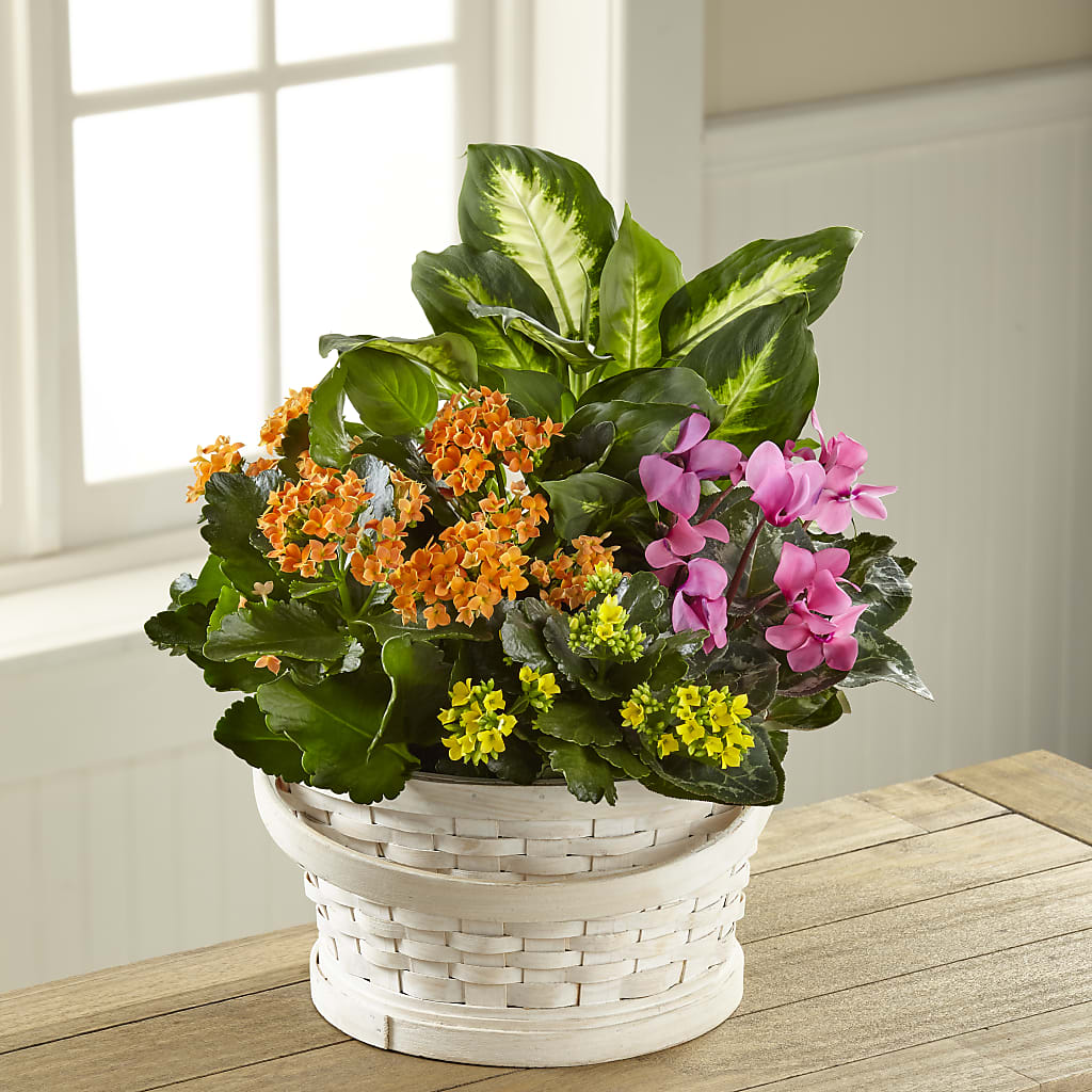 Color Crush Dishgarden – Flowers By Karen Inc, Ocean Springs MS