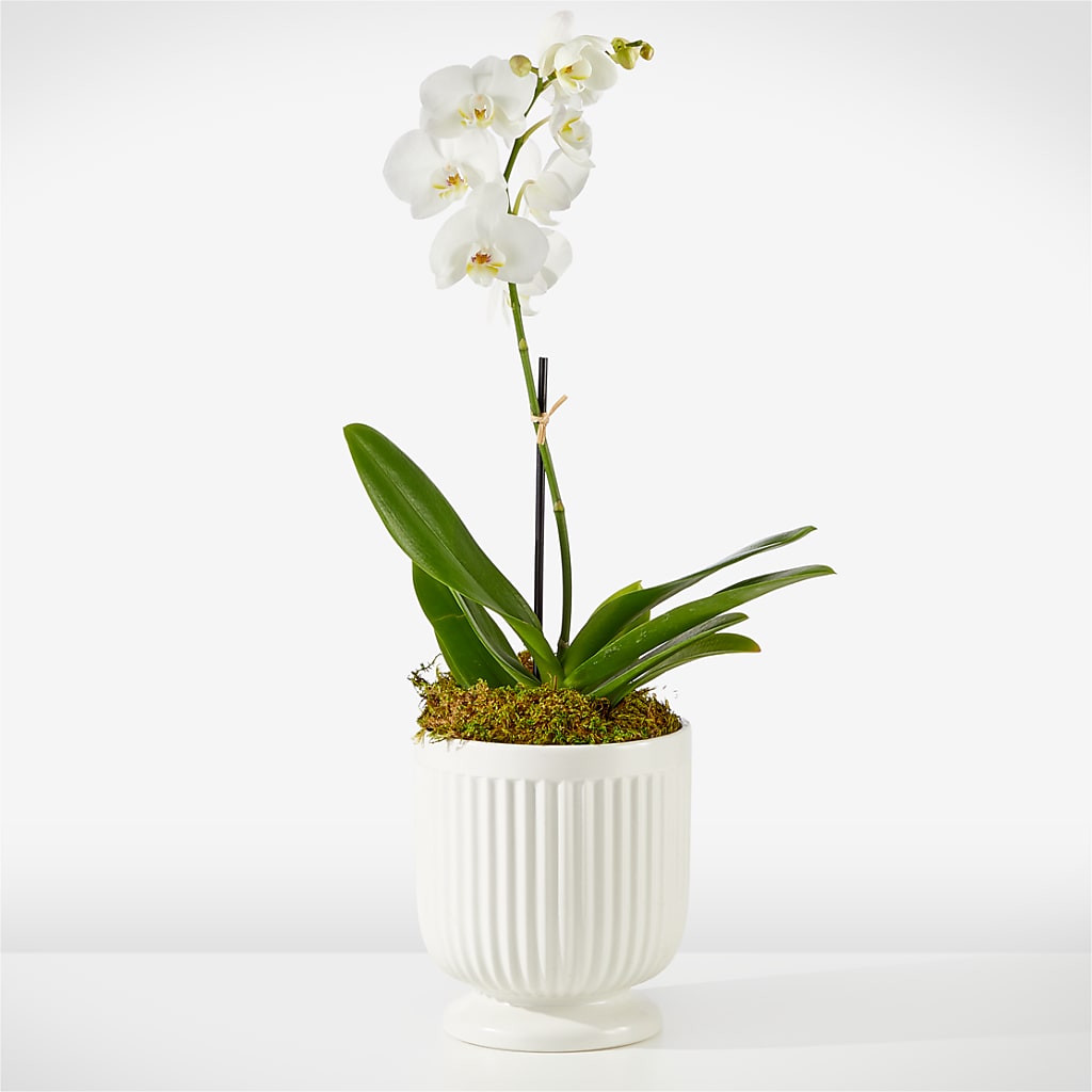 Whispering White Orchid – Flowers By Karen Inc, Ocean Springs MS