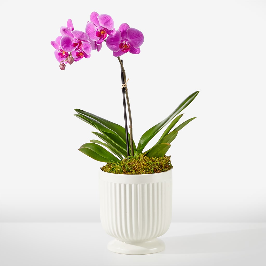 Friendly Fuchsia Orchid – Flowers By Karen Inc, Ocean Springs MS