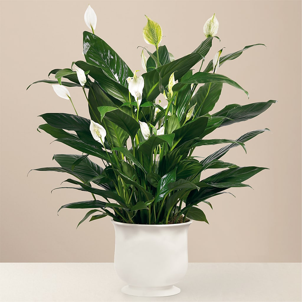 Comfort Planter – Flowers By Karen Inc, Ocean Springs MS