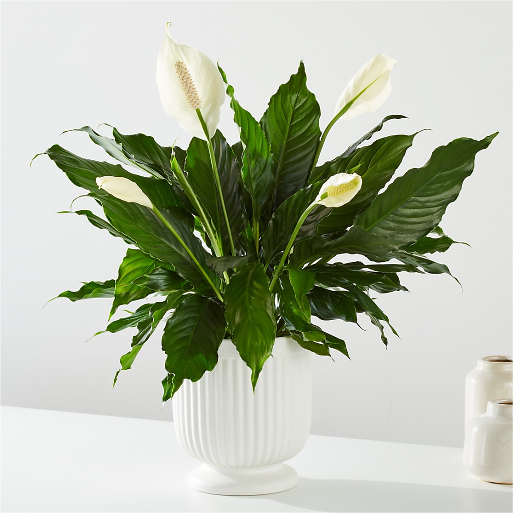 Comfort Planter – Flowers By Karen Inc, Ocean Springs MS