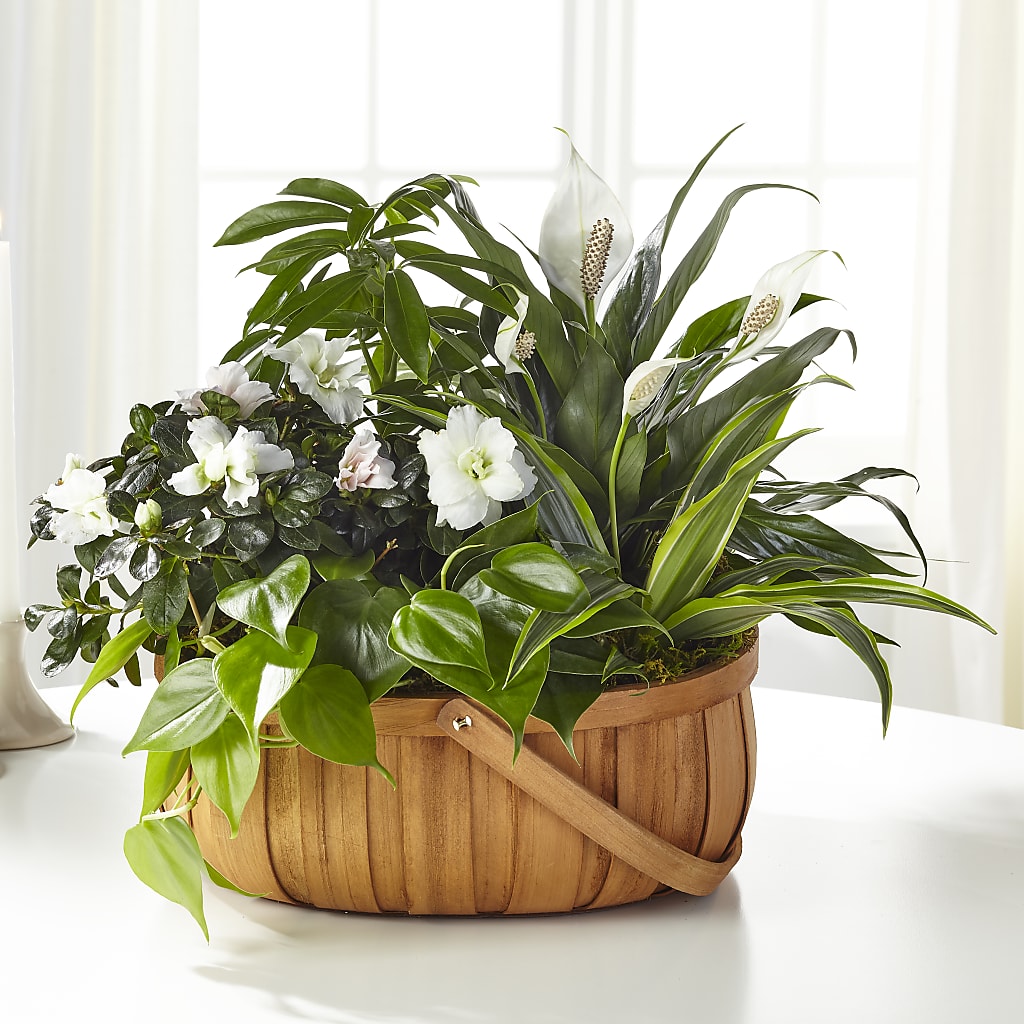 Serene Dishgarden – Flowers By Karen Inc, Ocean Springs MS