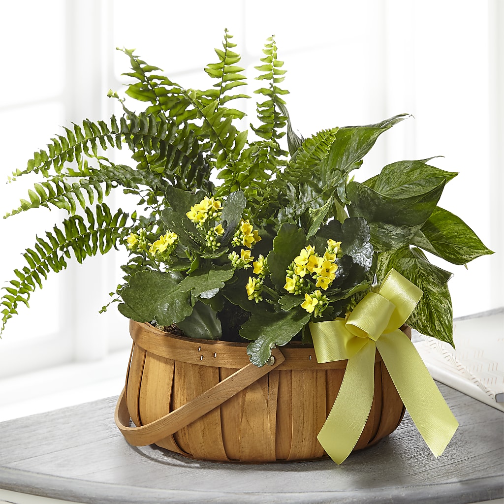 Always Dear Dishgarden – Flowers By Karen Inc, Ocean Springs MS
