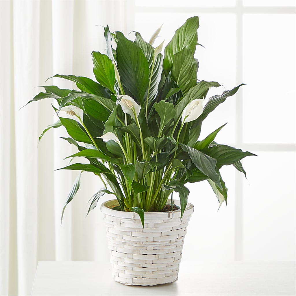 A New Leaf Peace Lily – Flowers By Karen Inc, Ocean Springs MS