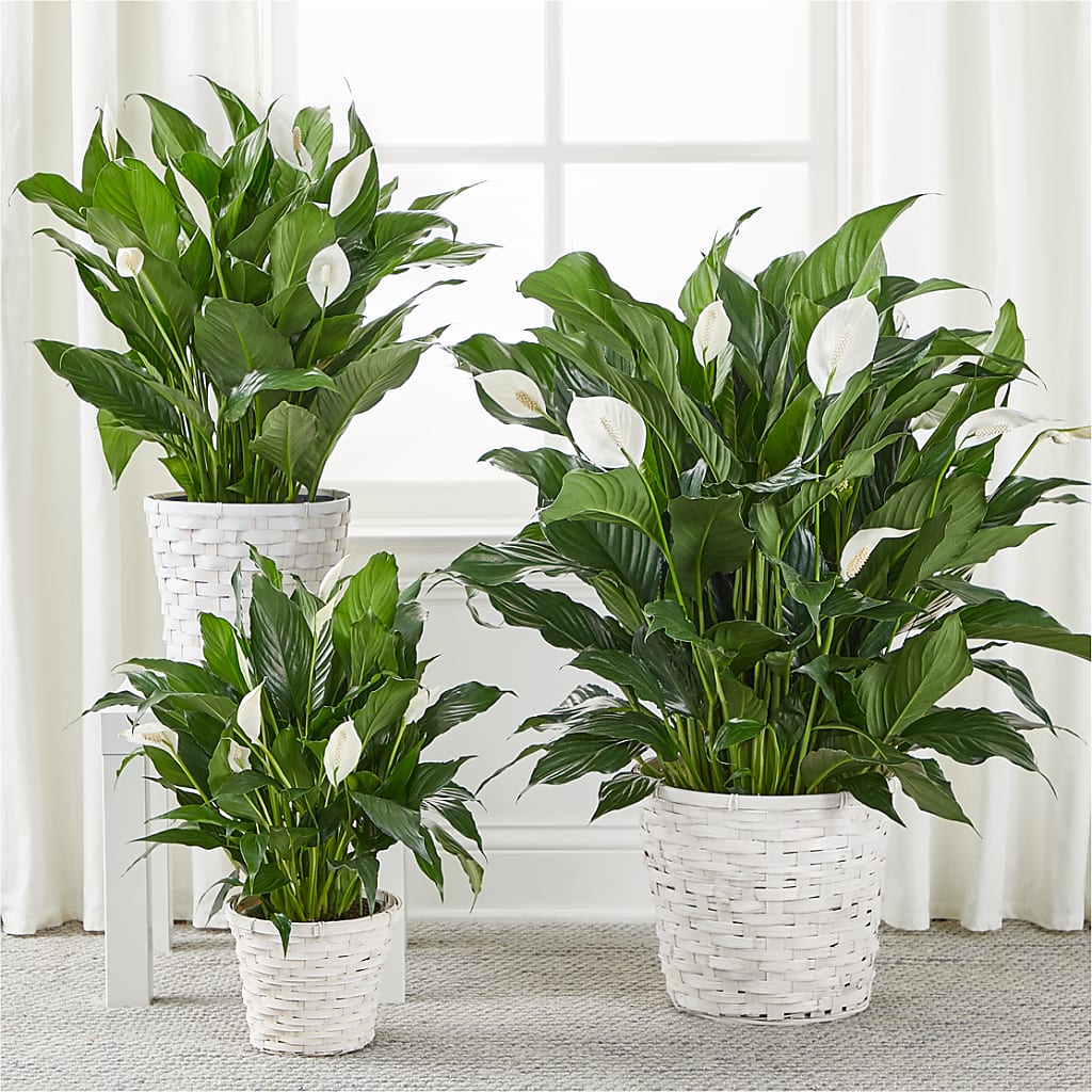 A New Leaf Peace Lily – Flowers By Karen Inc, Ocean Springs MS