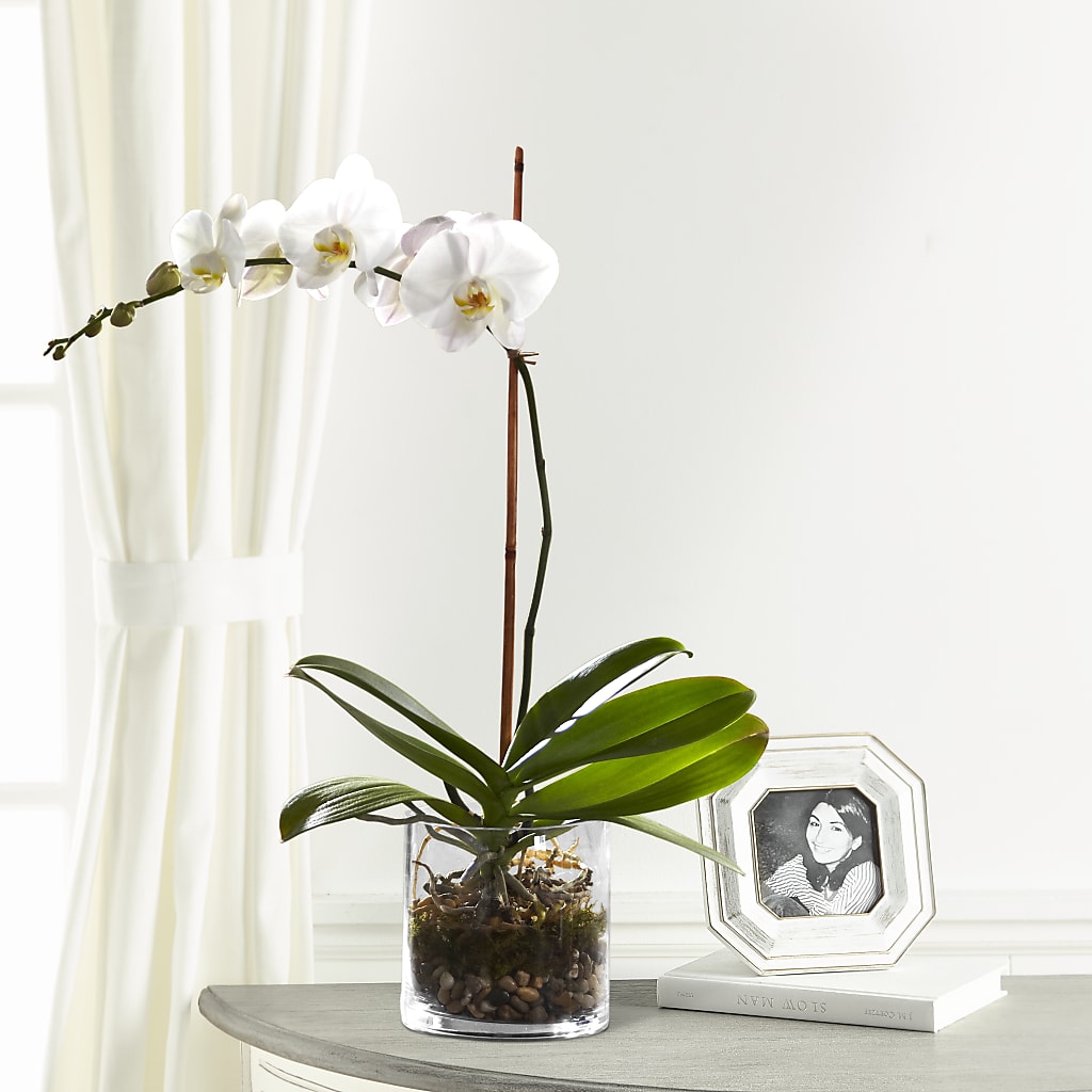 White Orchid Planter – Flowers By Karen Inc, Ocean Springs MS