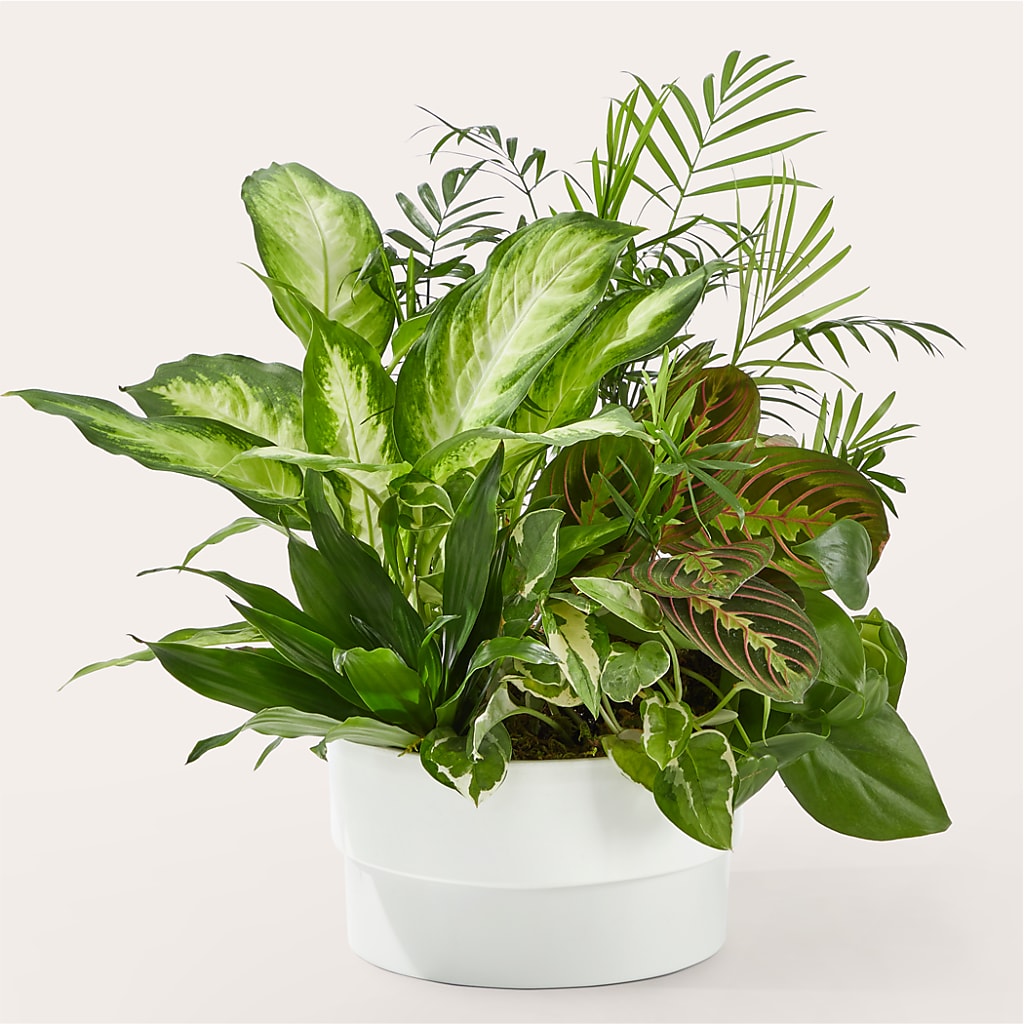 Radiating Positivity Dishgarden – Flowers By Karen Inc, Ocean Springs MS