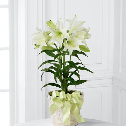 Easter Lily Plant –  Flowers By Karen Inc, Ocean Springs MS