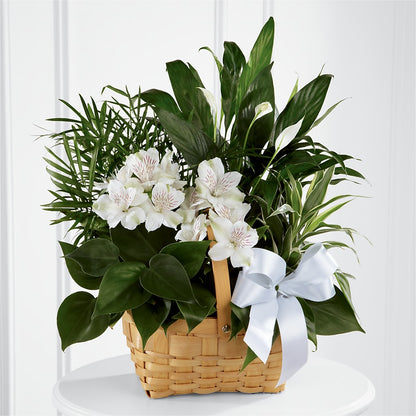Peace & Serenity Dishgarden –  Flowers By Karen Inc, Ocean Springs MS
