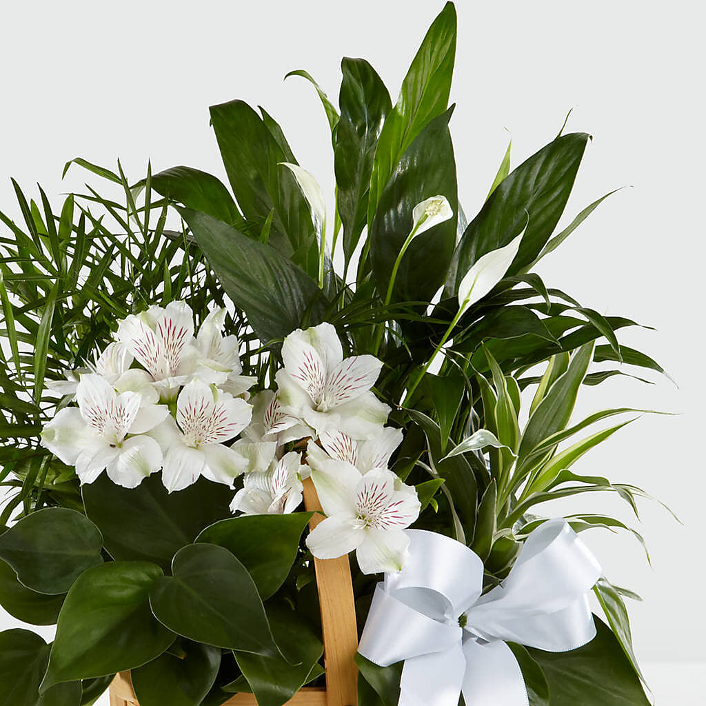 Peace & Serenity Dishgarden –  Flowers By Karen Inc, Ocean Springs MS