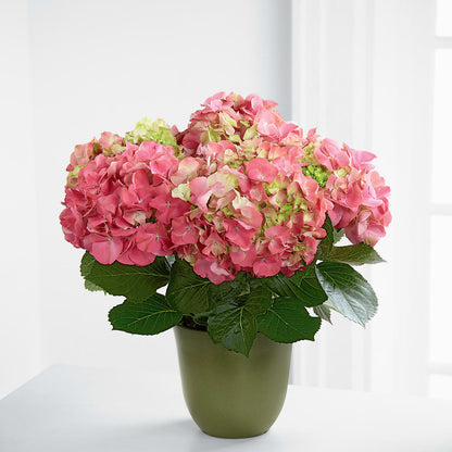 Pink Hydrangea Planter –  Flowers By Karen Inc, Ocean Springs MS