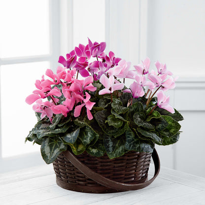 Mixed Cyclamen Planter –  Flowers By Karen Inc, Ocean Springs MS