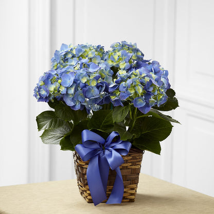 Blue Hydrangea Planter –  Flowers By Karen Inc, Ocean Springs MS