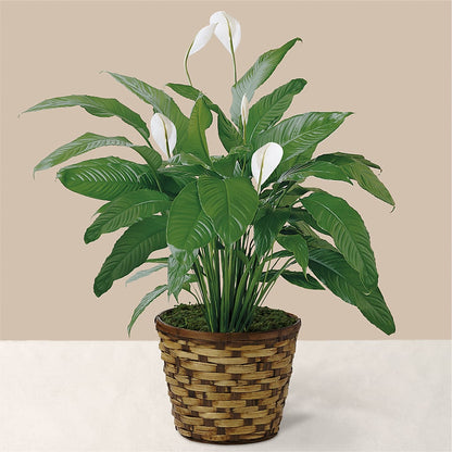 Tranquil Moments Peace Lily Plant –  Flowers By Karen Inc, Ocean Springs MS