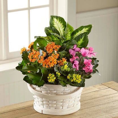 Color Crush Dishgarden –  Flowers By Karen Inc, Ocean Springs MS
