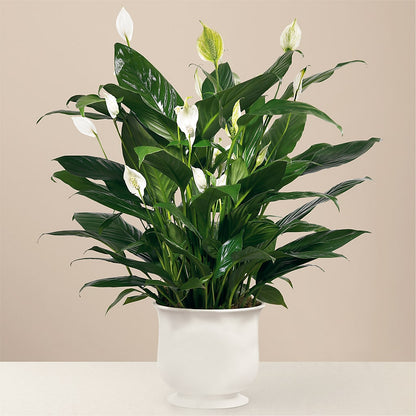 Comfort Planter –  Flowers By Karen Inc, Ocean Springs MS