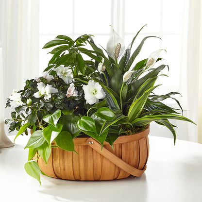 Serene Dishgarden –  Flowers By Karen Inc, Ocean Springs MS