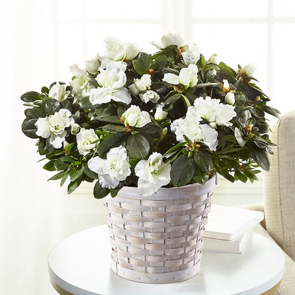 White Azalea Plant –  Flowers By Karen Inc, Ocean Springs MS