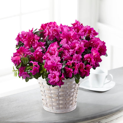 Hope & Serenity Azalea Plant –  Flowers By Karen Inc, Ocean Springs MS