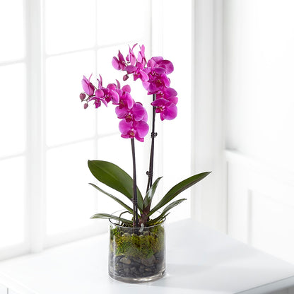 Pink Orchid Plant –  Flowers By Karen Inc, Ocean Springs MS
