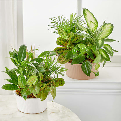 Balance & Harmony Dishgarden –  Flowers By Karen Inc, Ocean Springs MS
