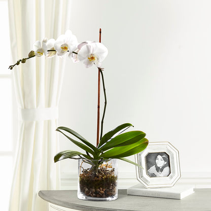 White Orchid Planter –  Flowers By Karen Inc, Ocean Springs MS